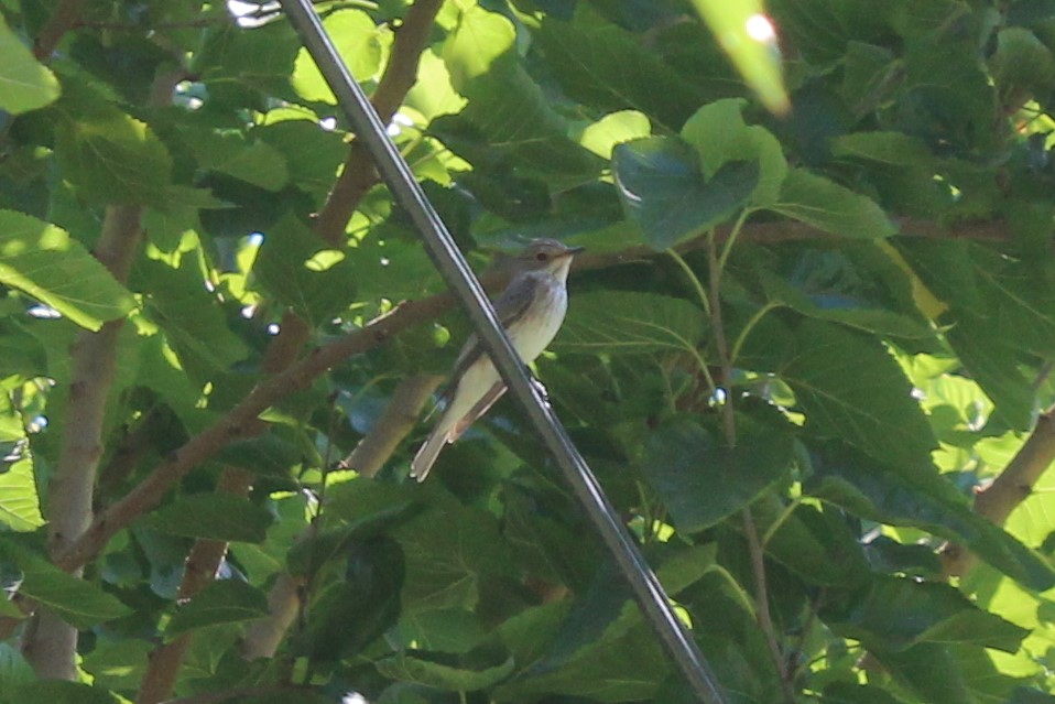 Spotted Flycatcher