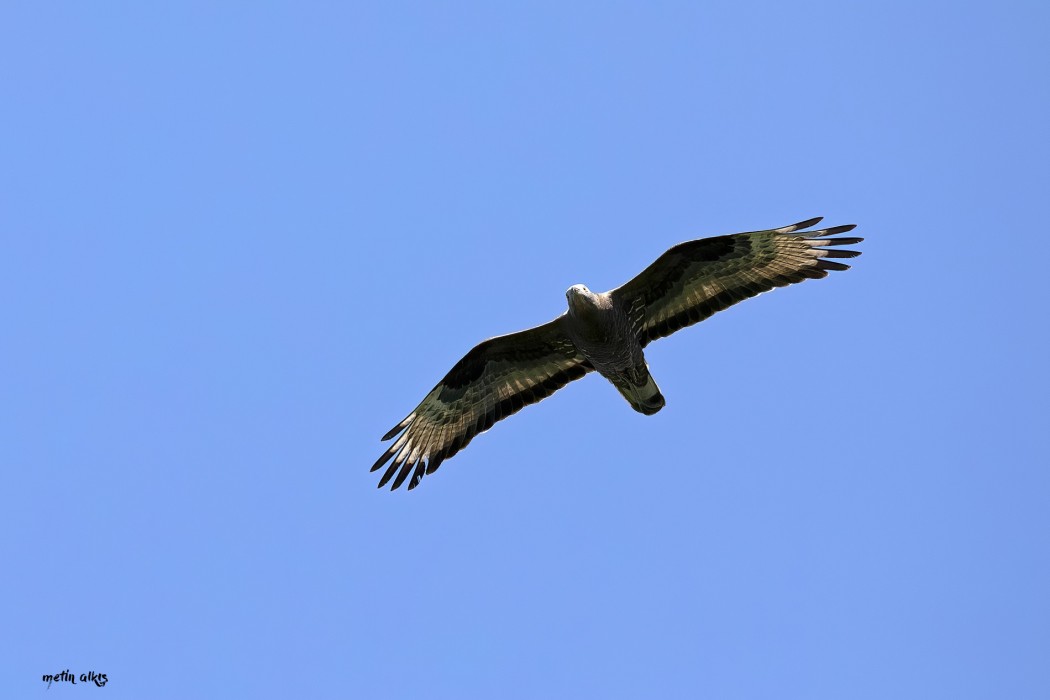 European Honey Buzzard