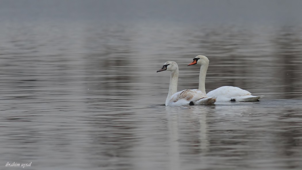 Mute Swan