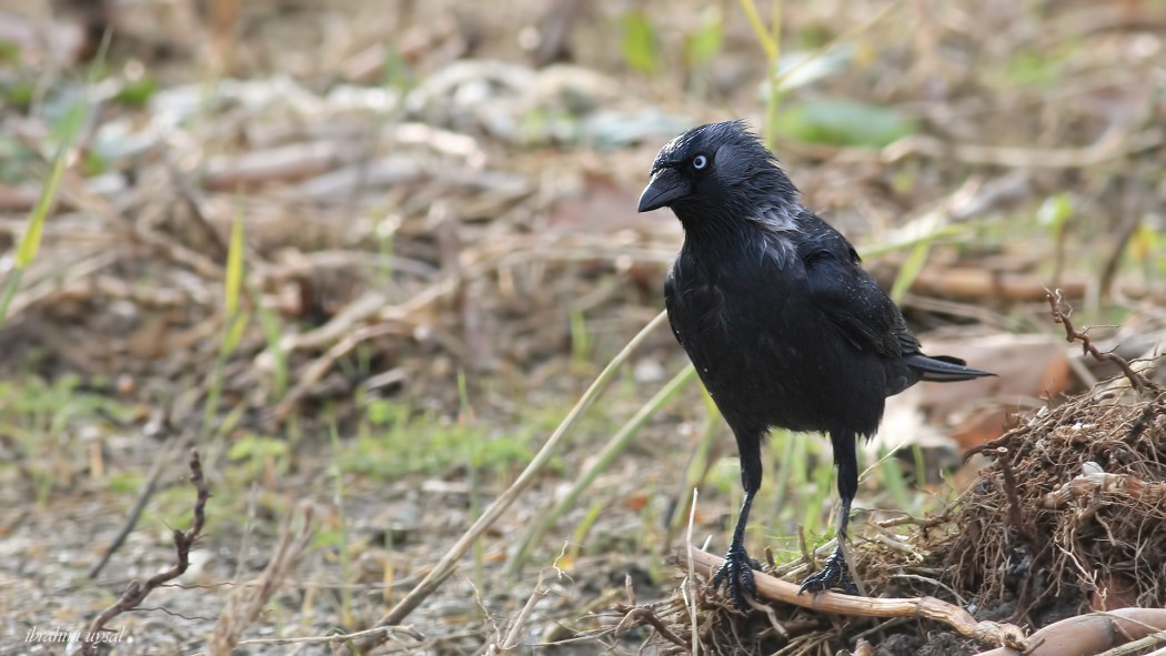 Western Jackdaw