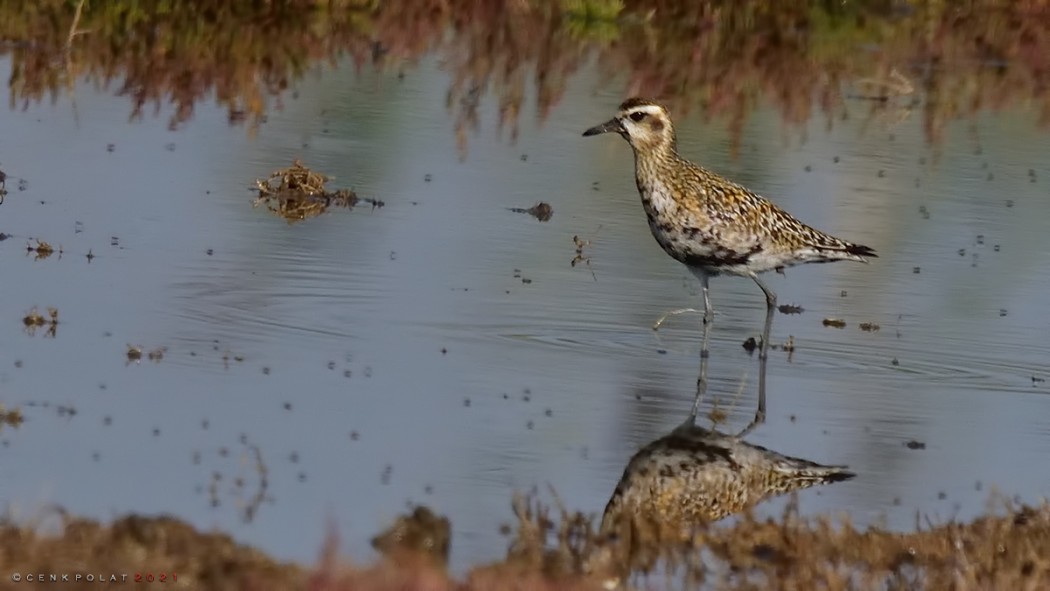 Pacific Golden Plover