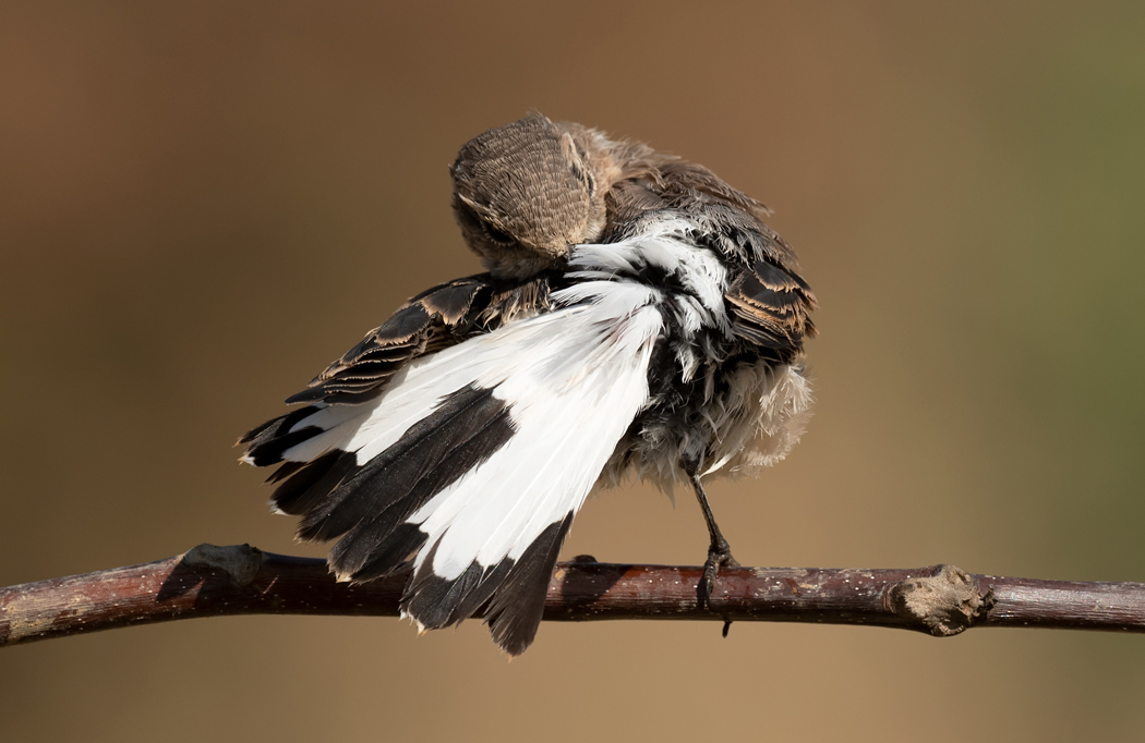 Pied Wheatear