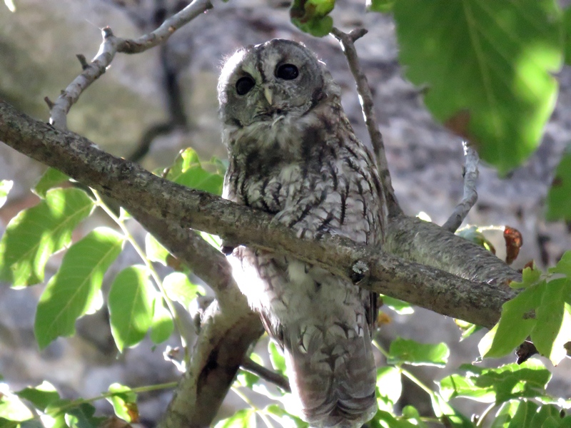 Tawny Owl