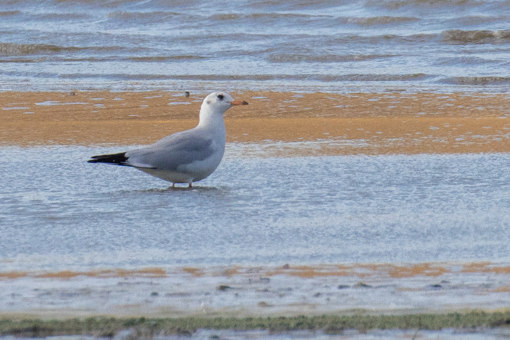 Black-headed Gull