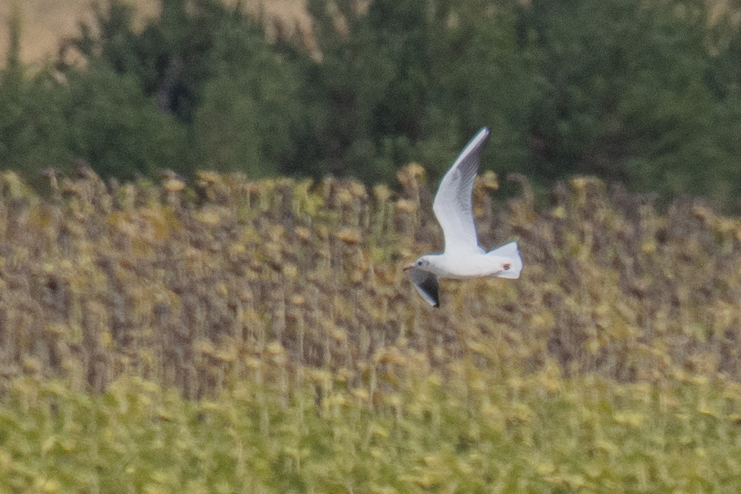 Black-headed Gull