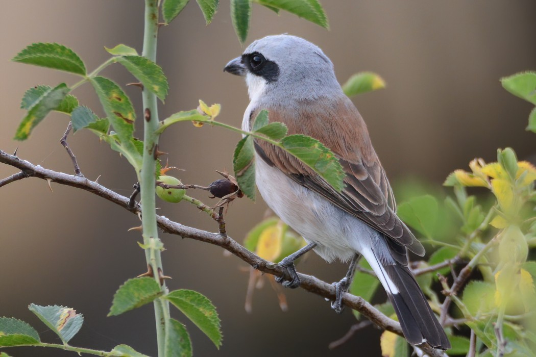 Red-backed Shrike