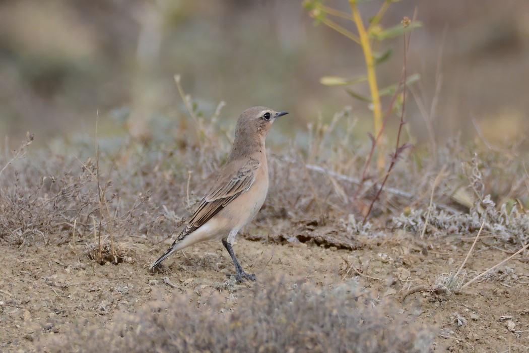 Northern Wheatear