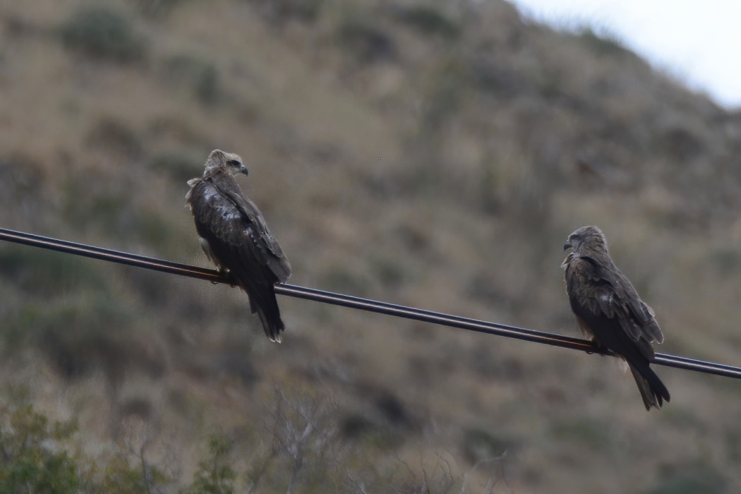 Black Kite
