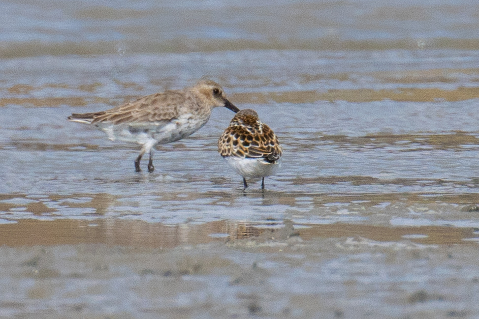Dunlin