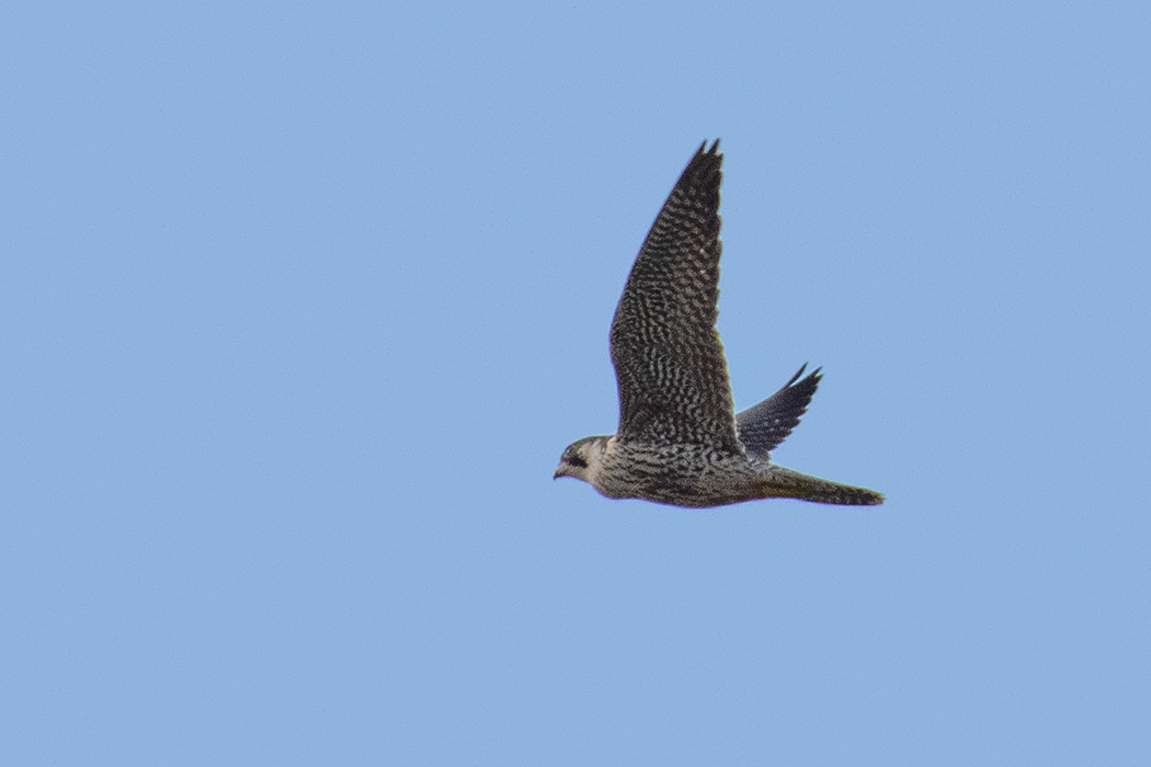 Peregrine Falcon