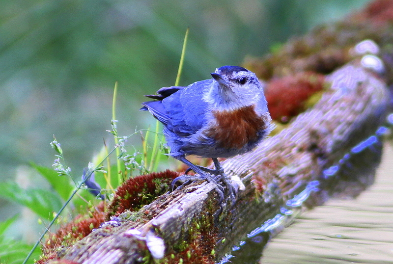 Krüper`s Nuthatch