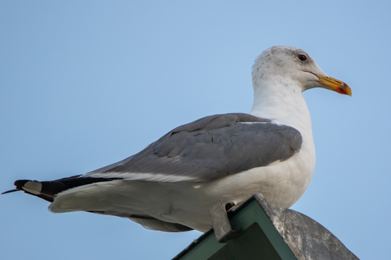 Armenian Gull