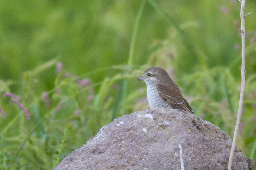 Red-backed Shrike