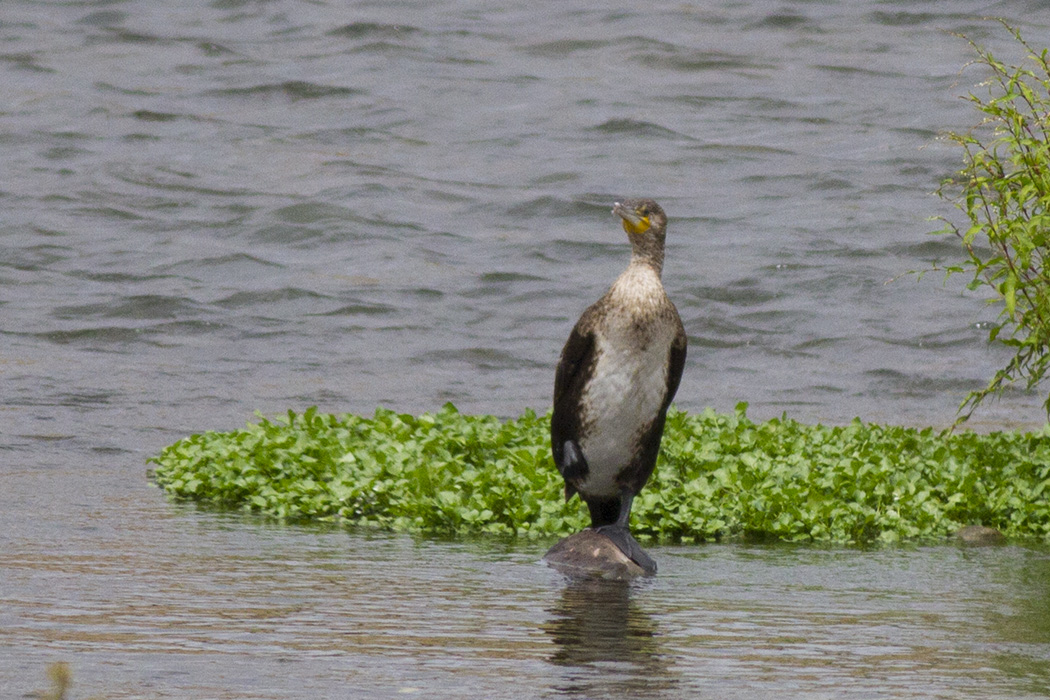 Great Cormorant