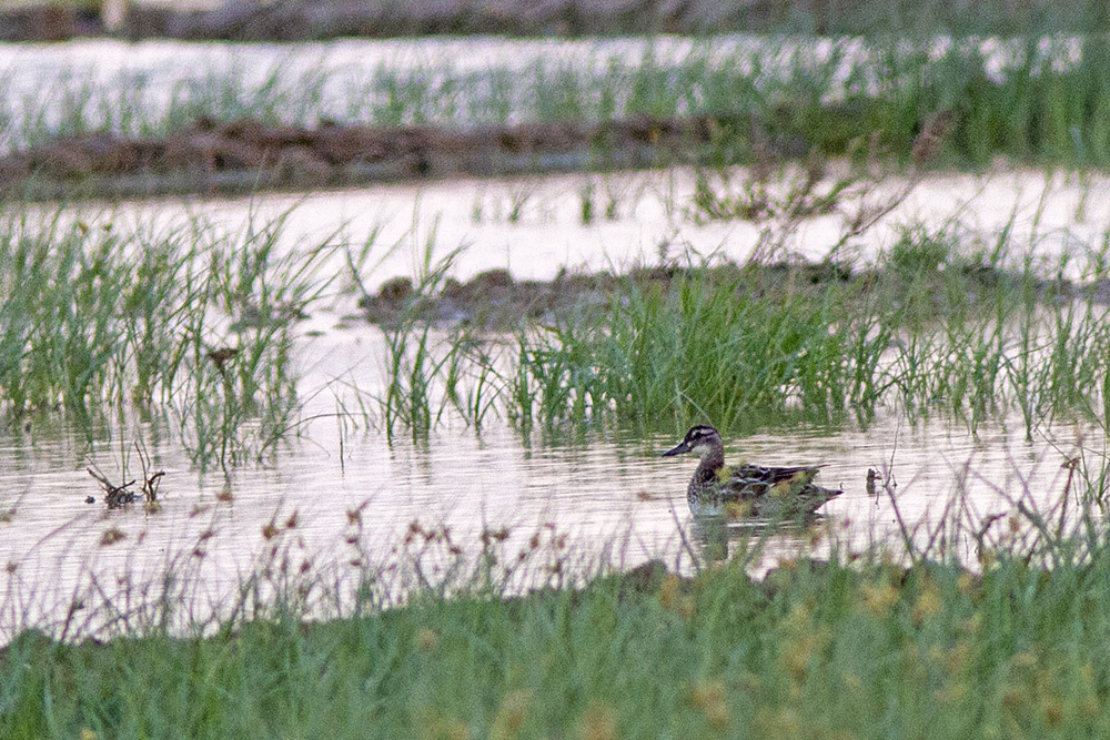Garganey