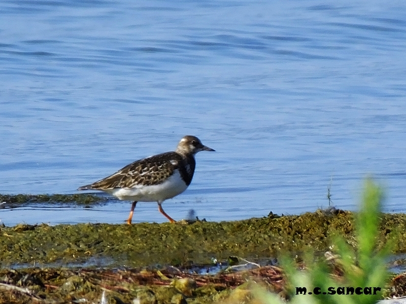 Ruddy Turnstone