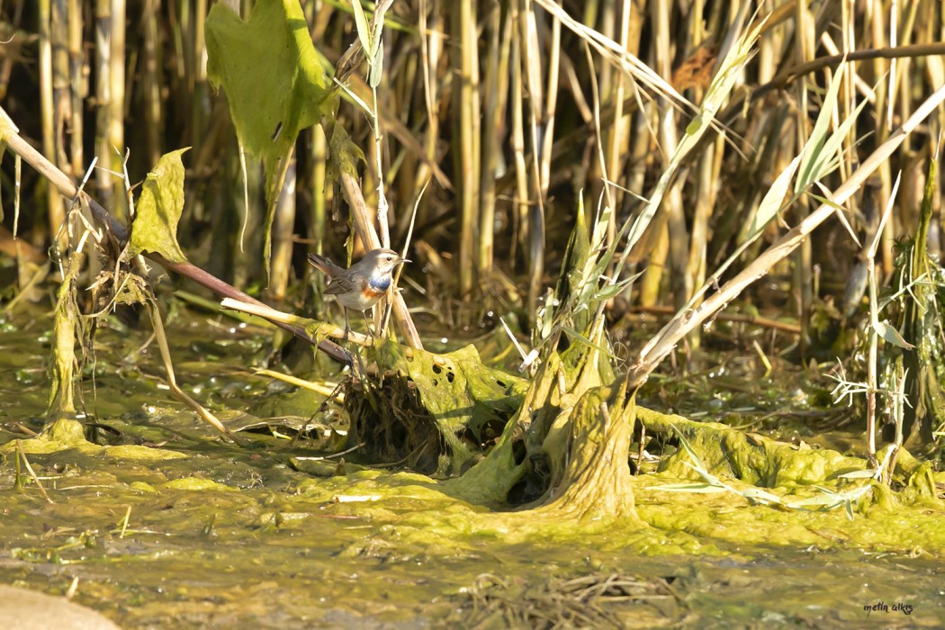 Bluethroat