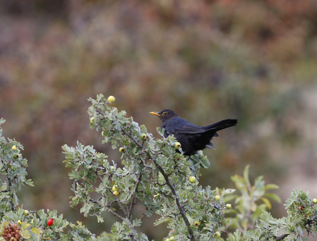 Common Blackbird