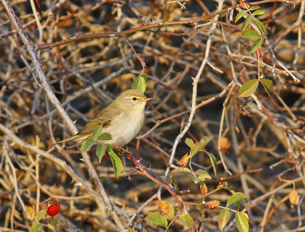 Willow Warbler