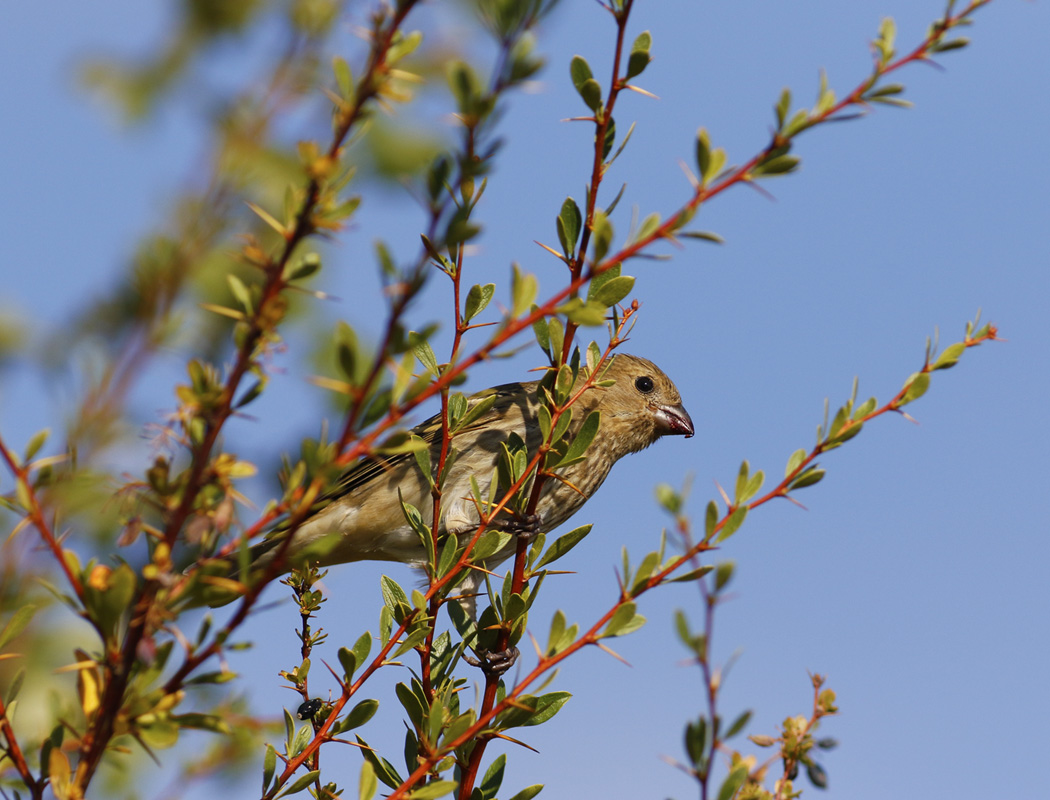 Common Rosefinch