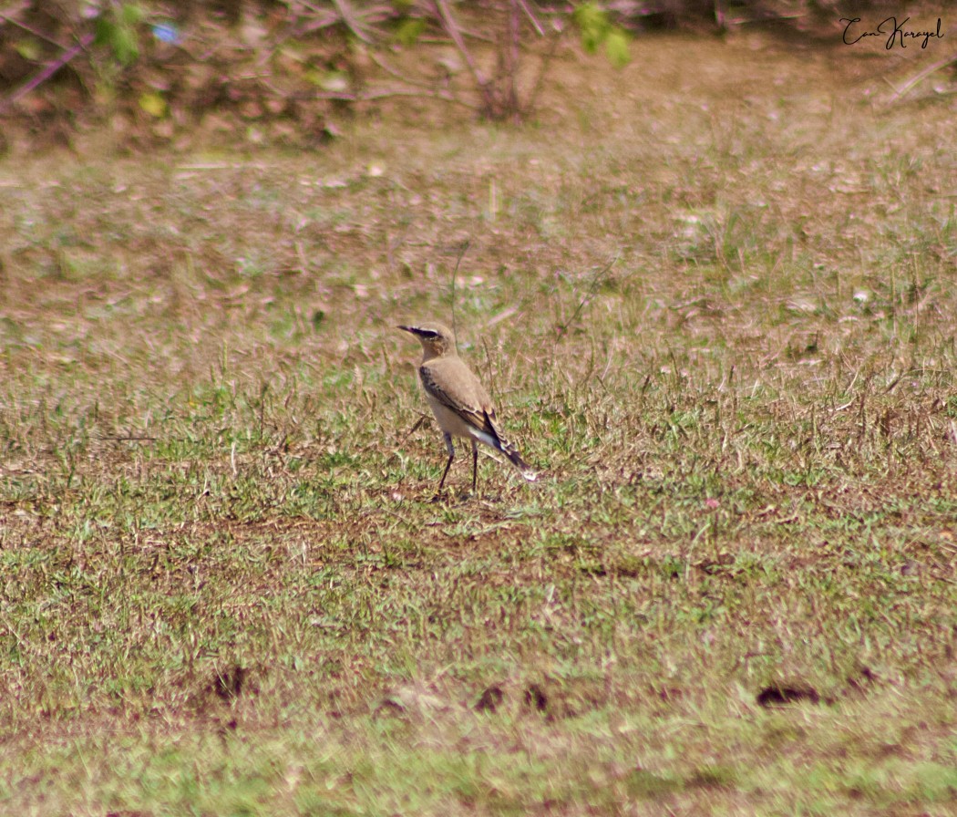 Northern Wheatear