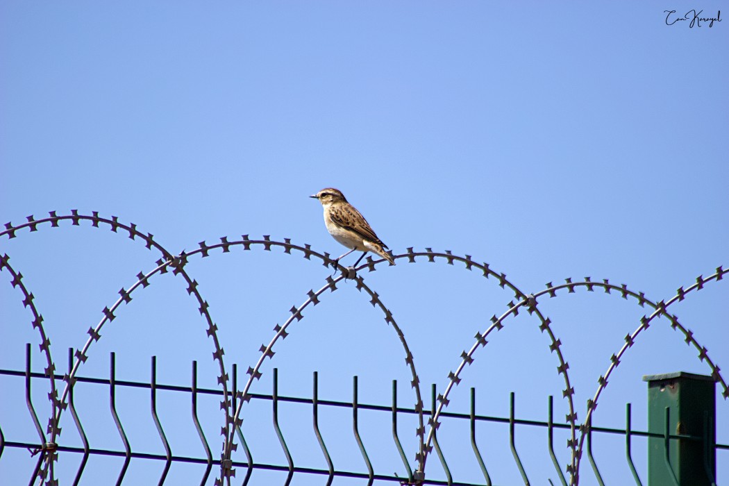 Whinchat