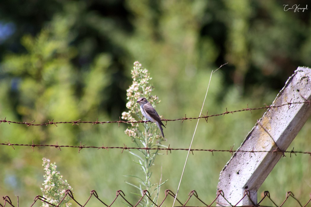 Spotted Flycatcher