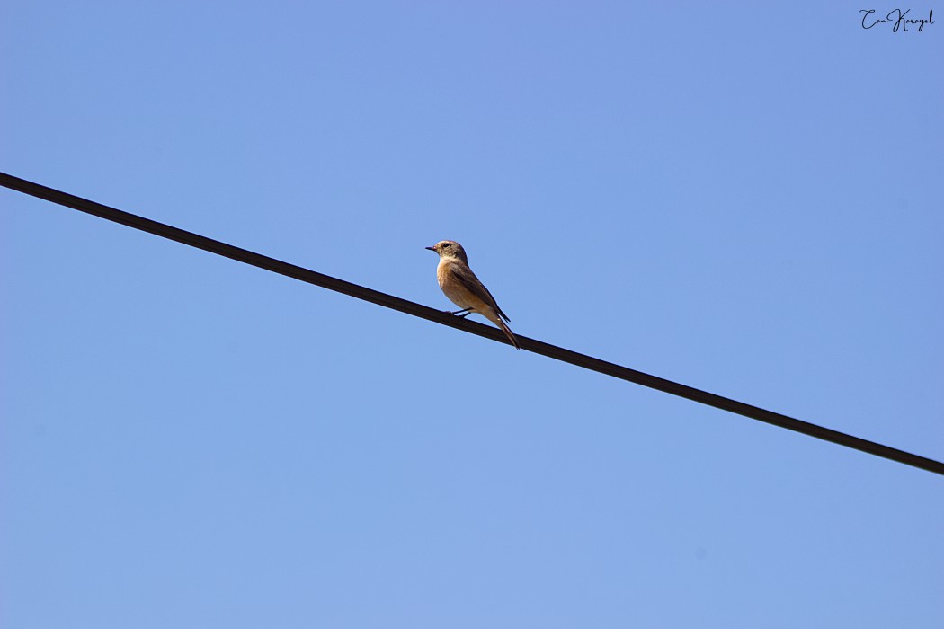 Common Redstart