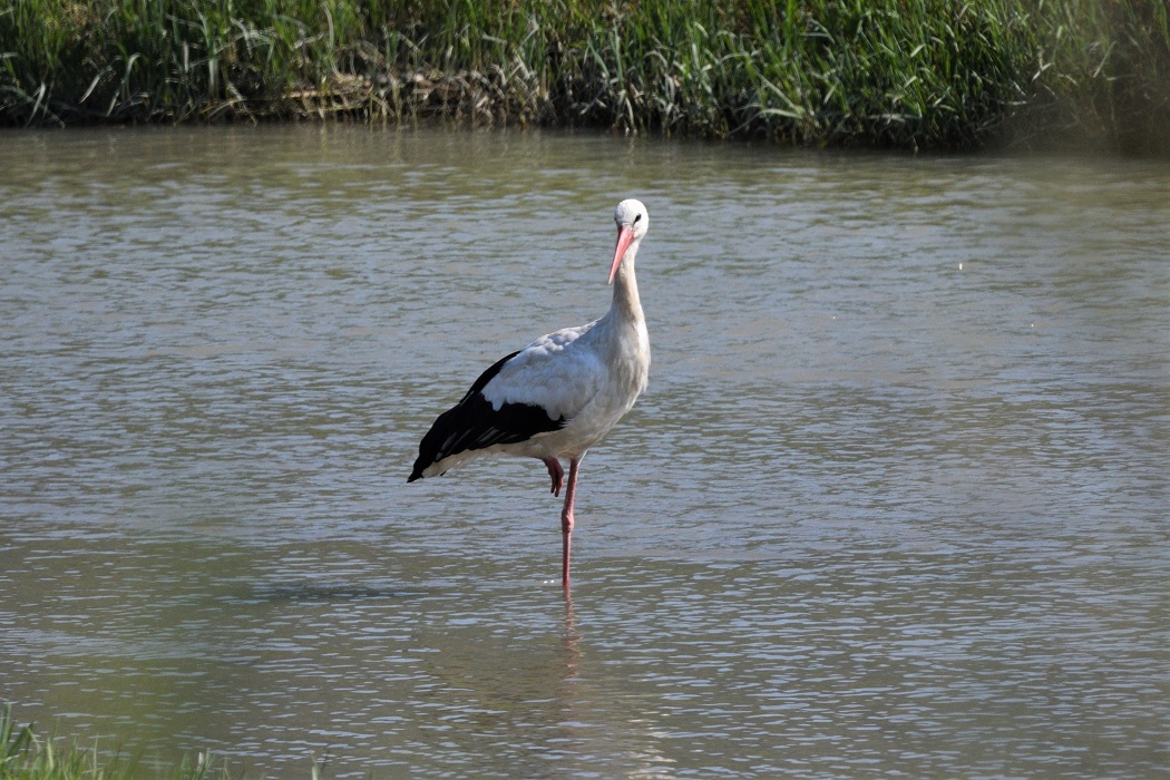 White Stork