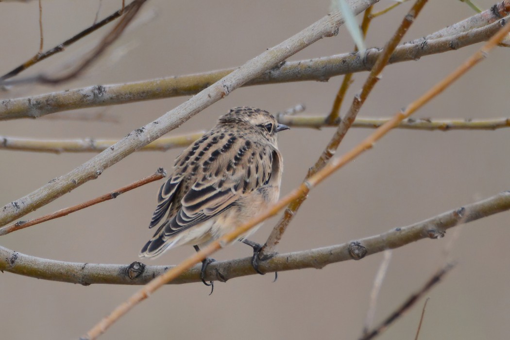 Whinchat