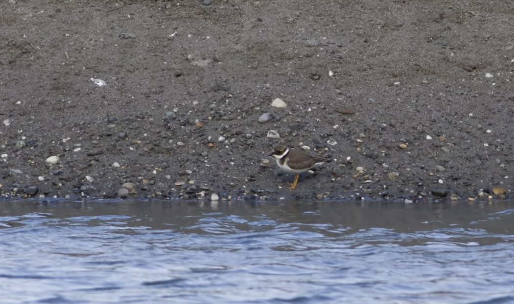 Common Ringed Plover