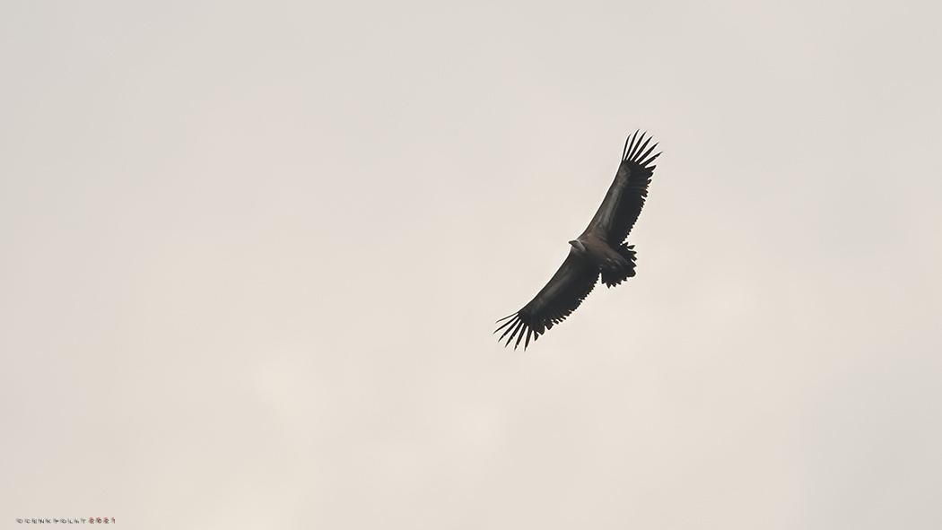 Griffon Vulture