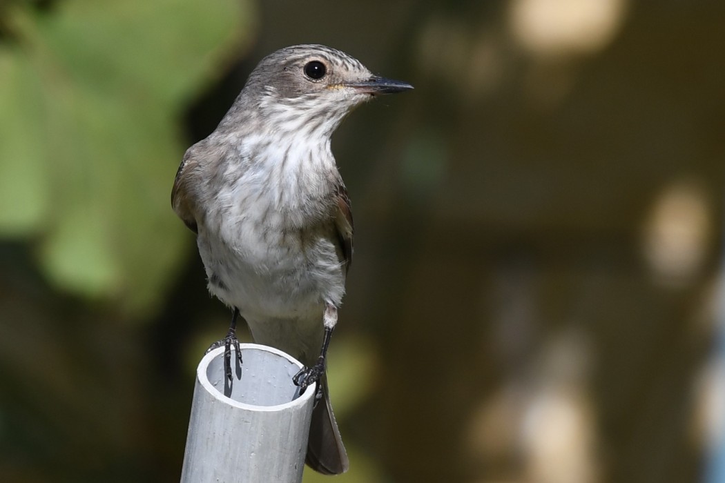 Spotted Flycatcher