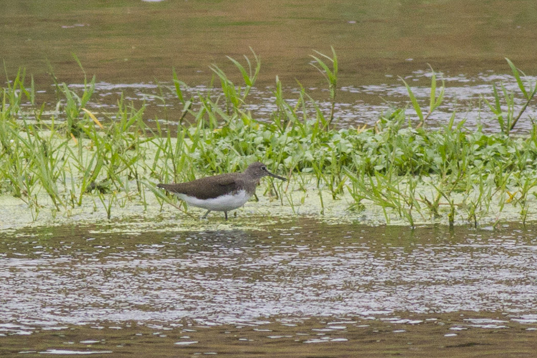 Green Sandpiper