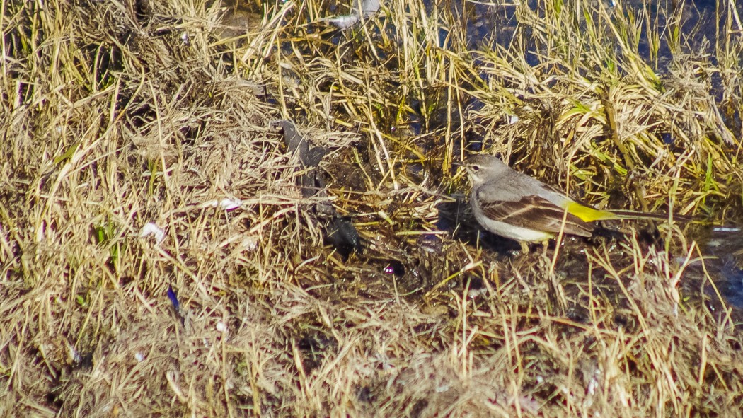 Grey Wagtail
