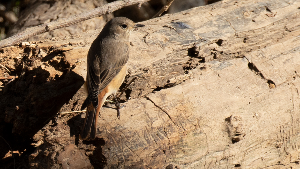 Common Redstart