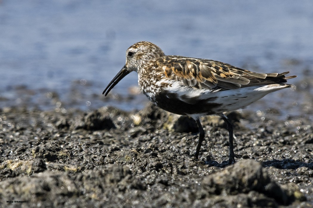 Dunlin