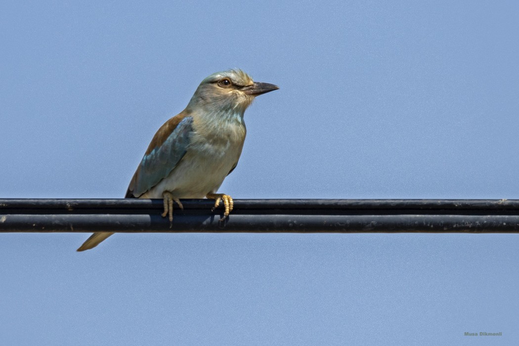 European Roller
