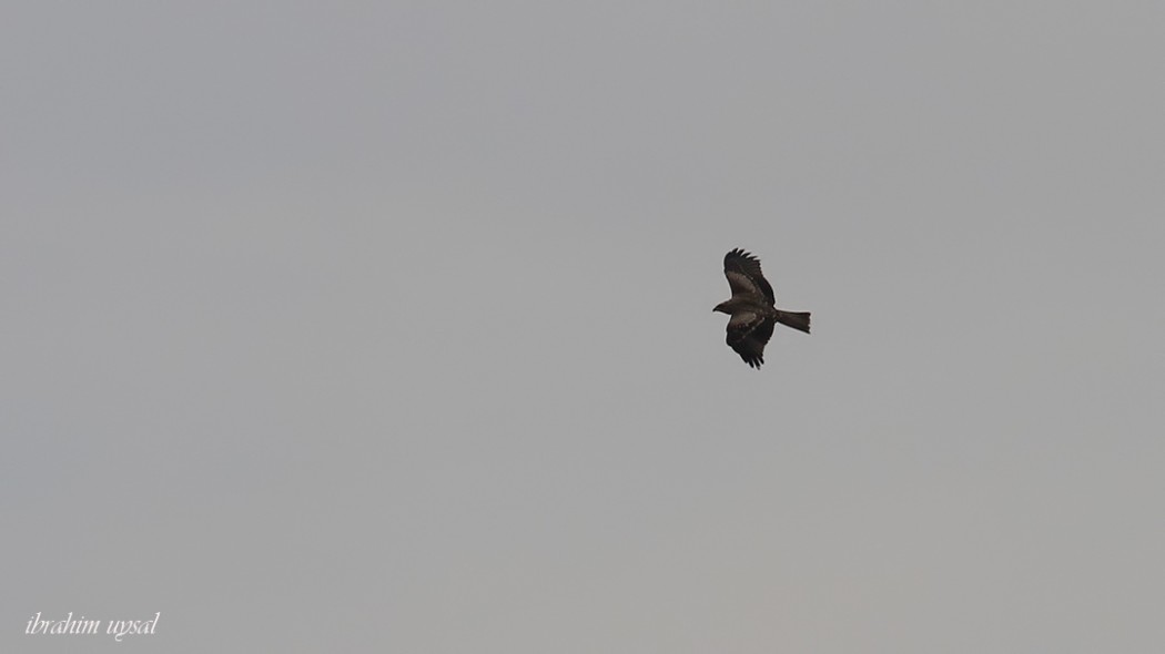 Black Kite