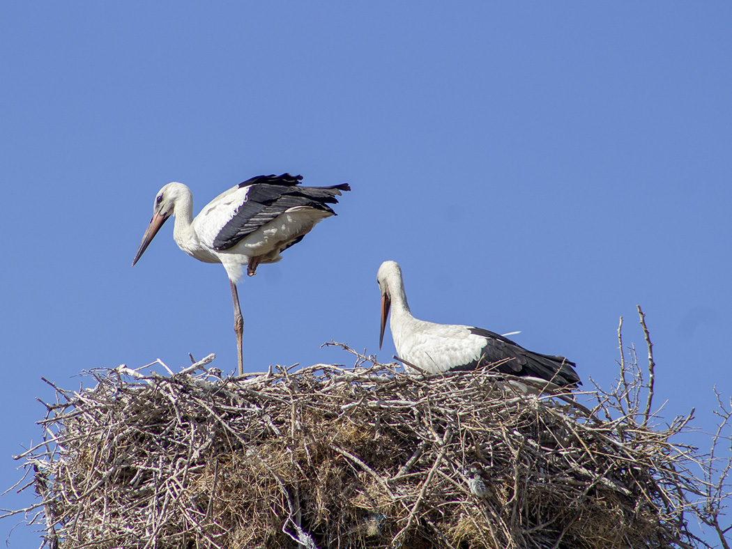 White Stork