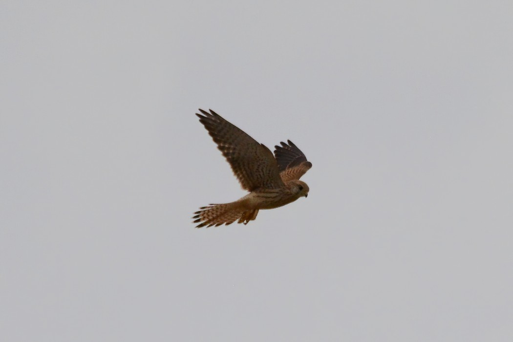Common Kestrel