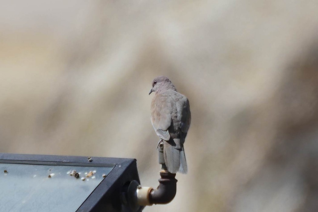 Laughing Dove