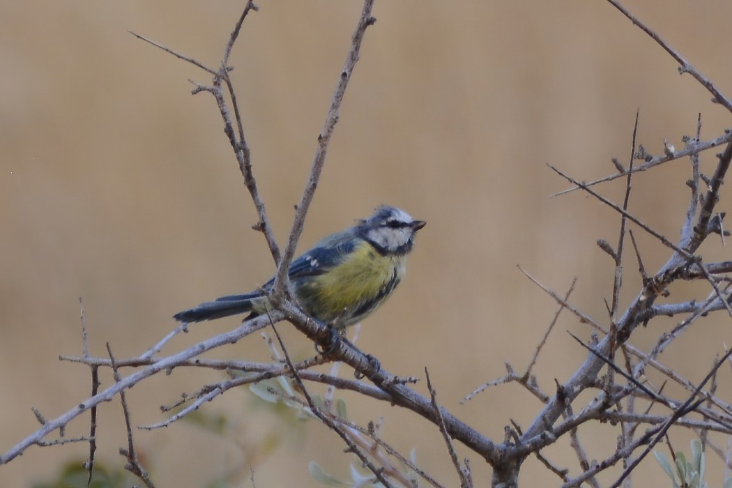 Eurasian Blue Tit