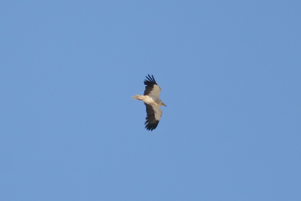 Egyptian Vulture