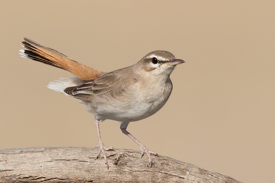 Rufous-tailed Scrub Robin