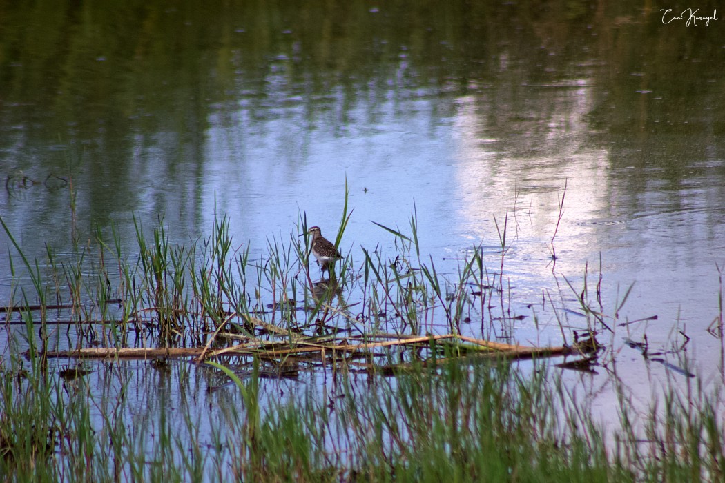 Wood Sandpiper