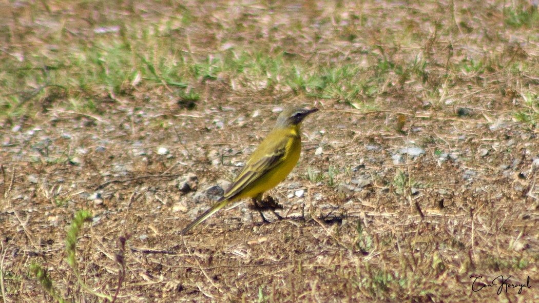 Western Yellow Wagtail
