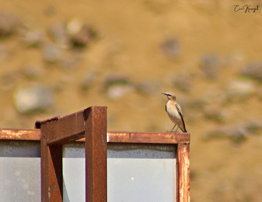 Northern Wheatear