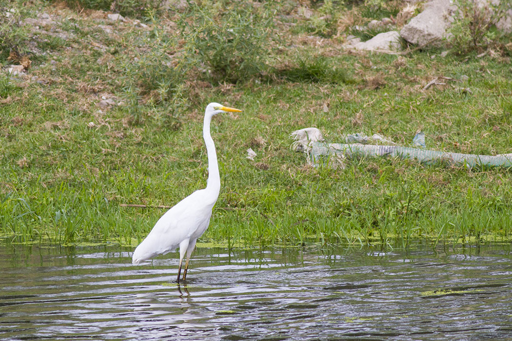 Great Egret