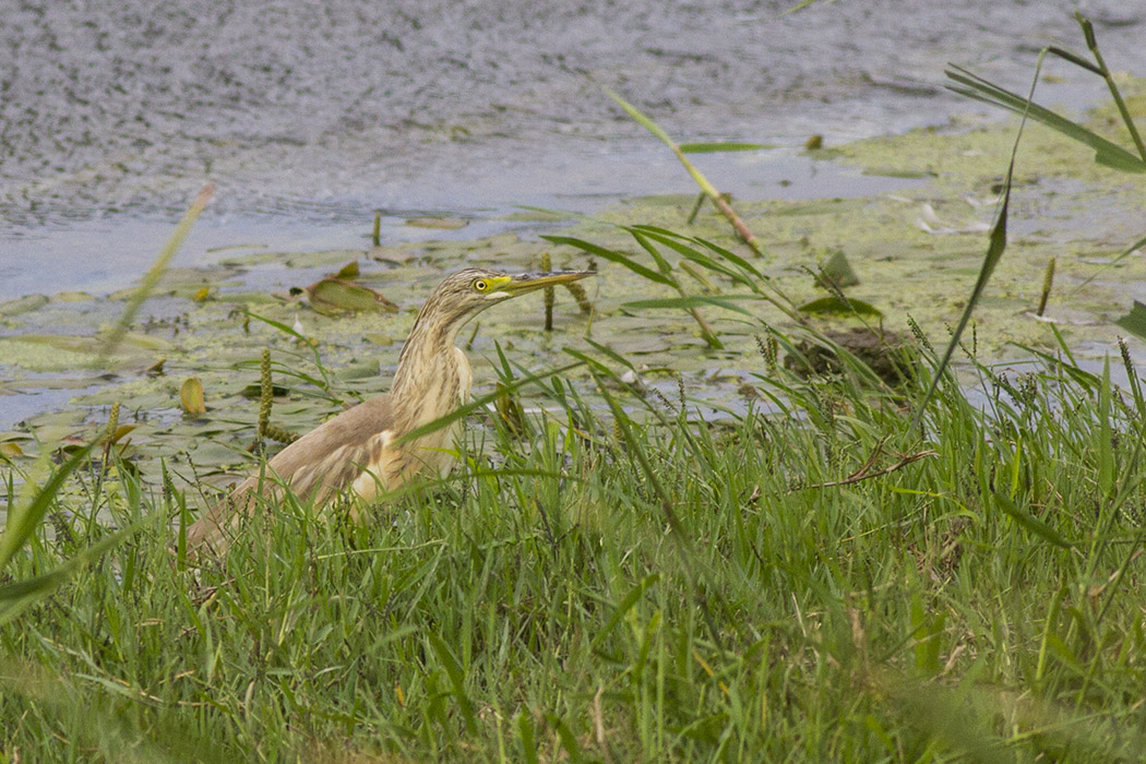 Squacco Heron